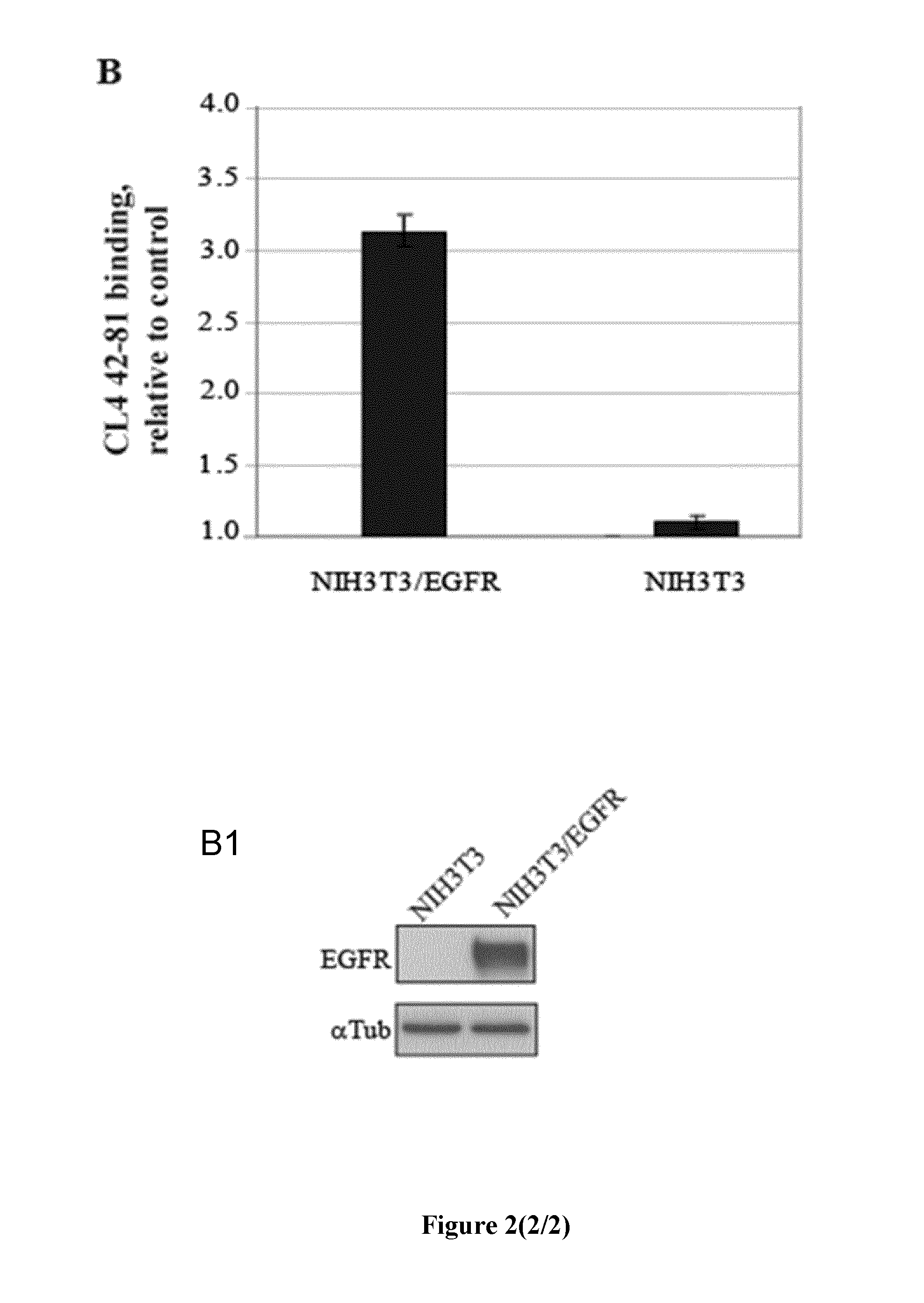 EGFR aptamer inhibitor for use in therapy and diagnosis