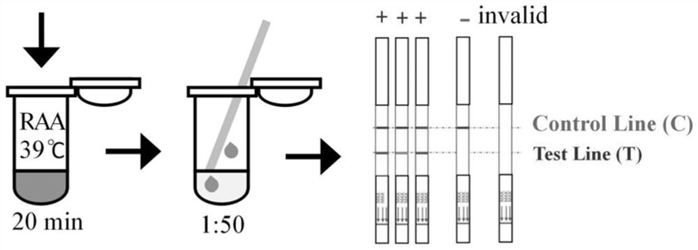 Primer pair and probe for detecting chicken-derived components as well as kit and application of kit