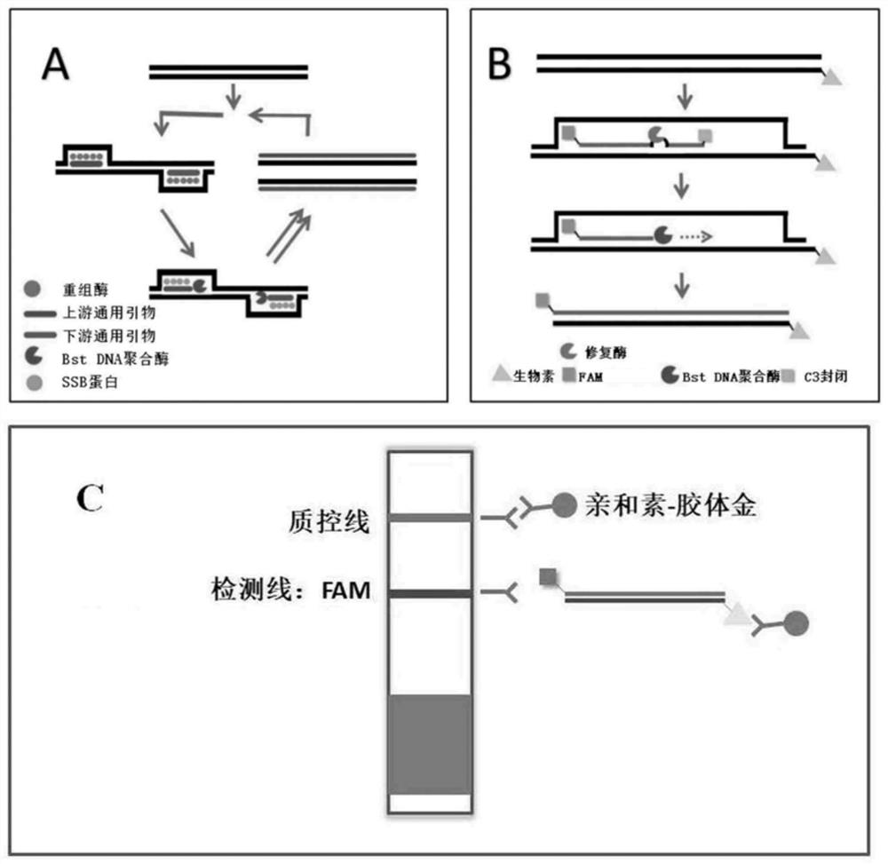 Primer pair and probe for detecting chicken-derived components as well as kit and application of kit