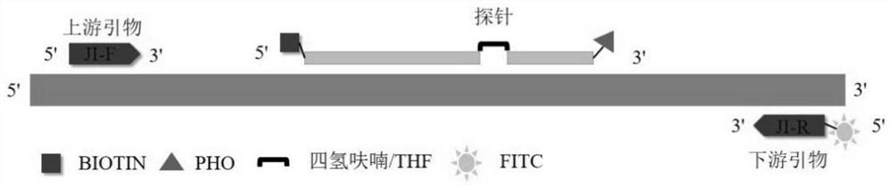 Primer pair and probe for detecting chicken-derived components as well as kit and application of kit