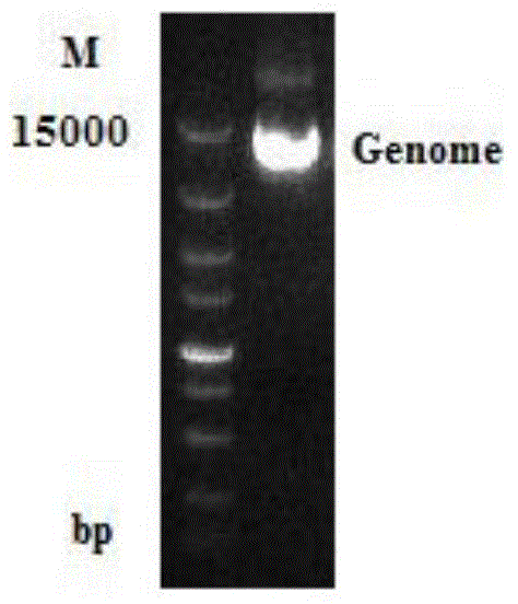 A glutamic acid decarboxylase recombinant bacterium and its construction method and application