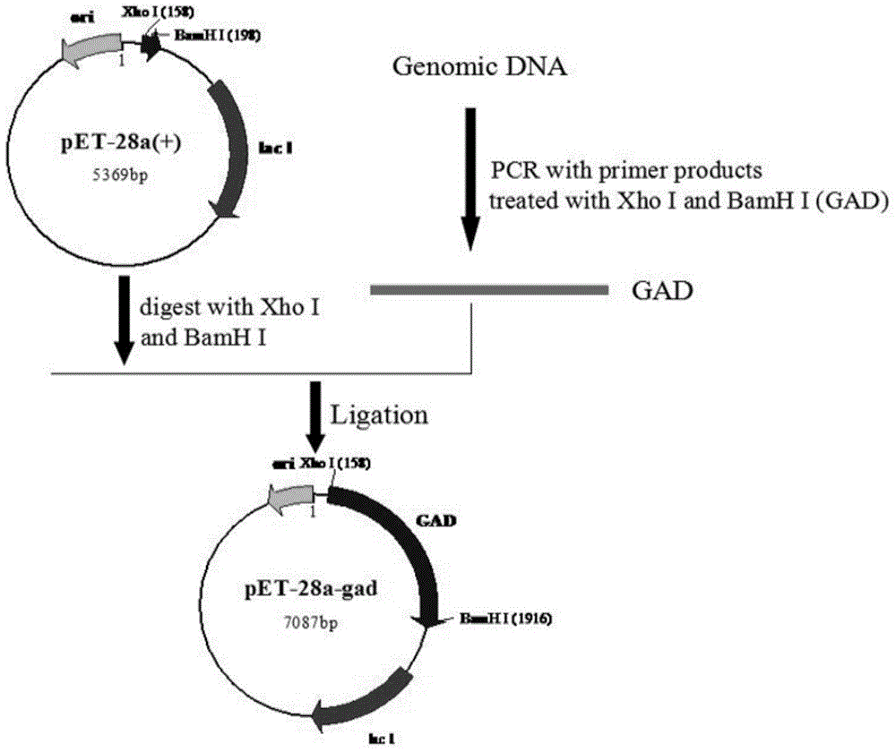 A glutamic acid decarboxylase recombinant bacterium and its construction method and application