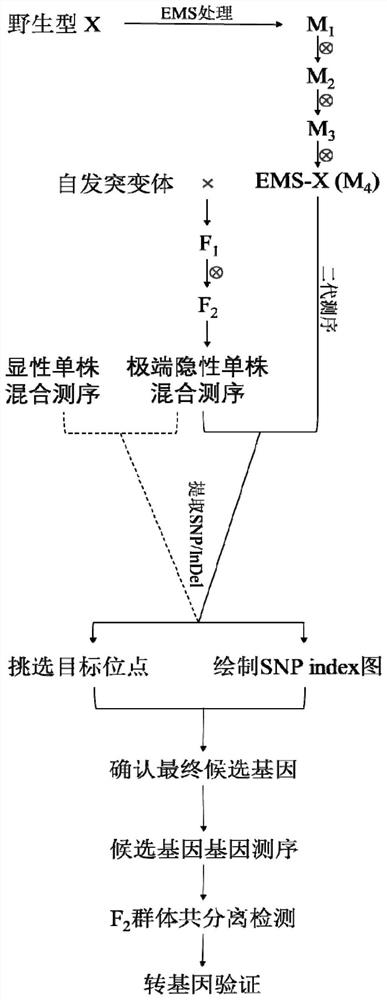 A method for rapid mapping and cloning of plant spontaneously mutated genes bridged by neutral mutants