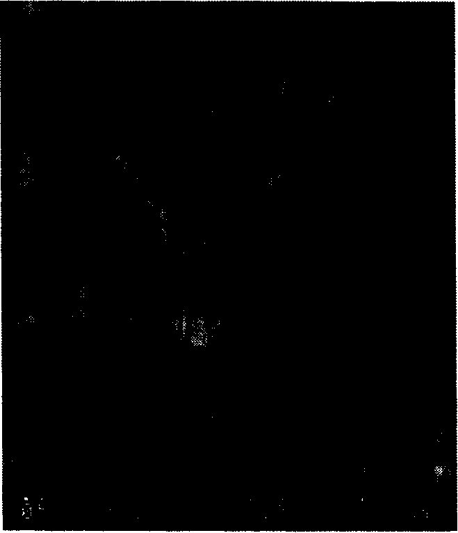 Polyphenylene sulfide porous film and preparation thereof