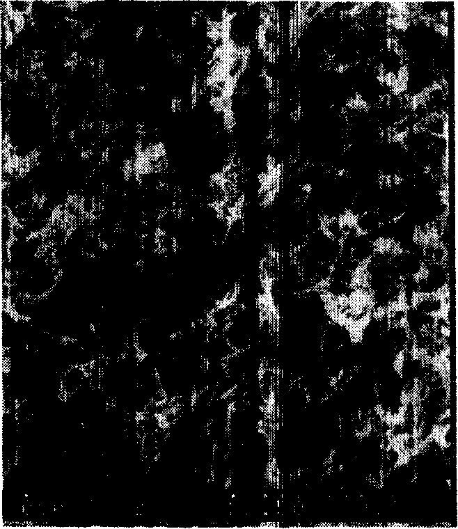 Polyphenylene sulfide porous film and preparation thereof