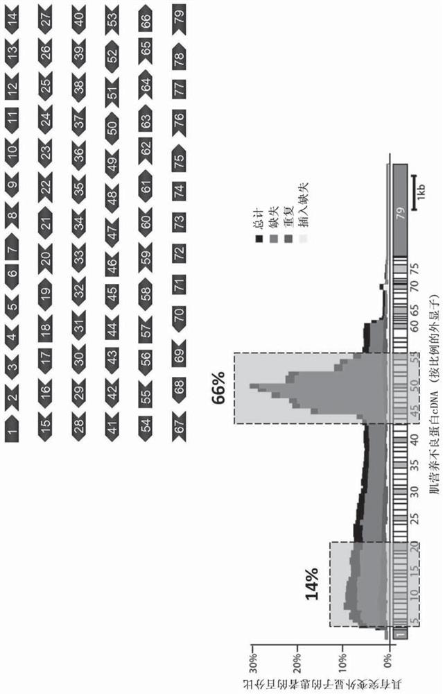 Aav vector-mediated deletion of large mutational hotspot for treatment of duchenne muscular dystrophy