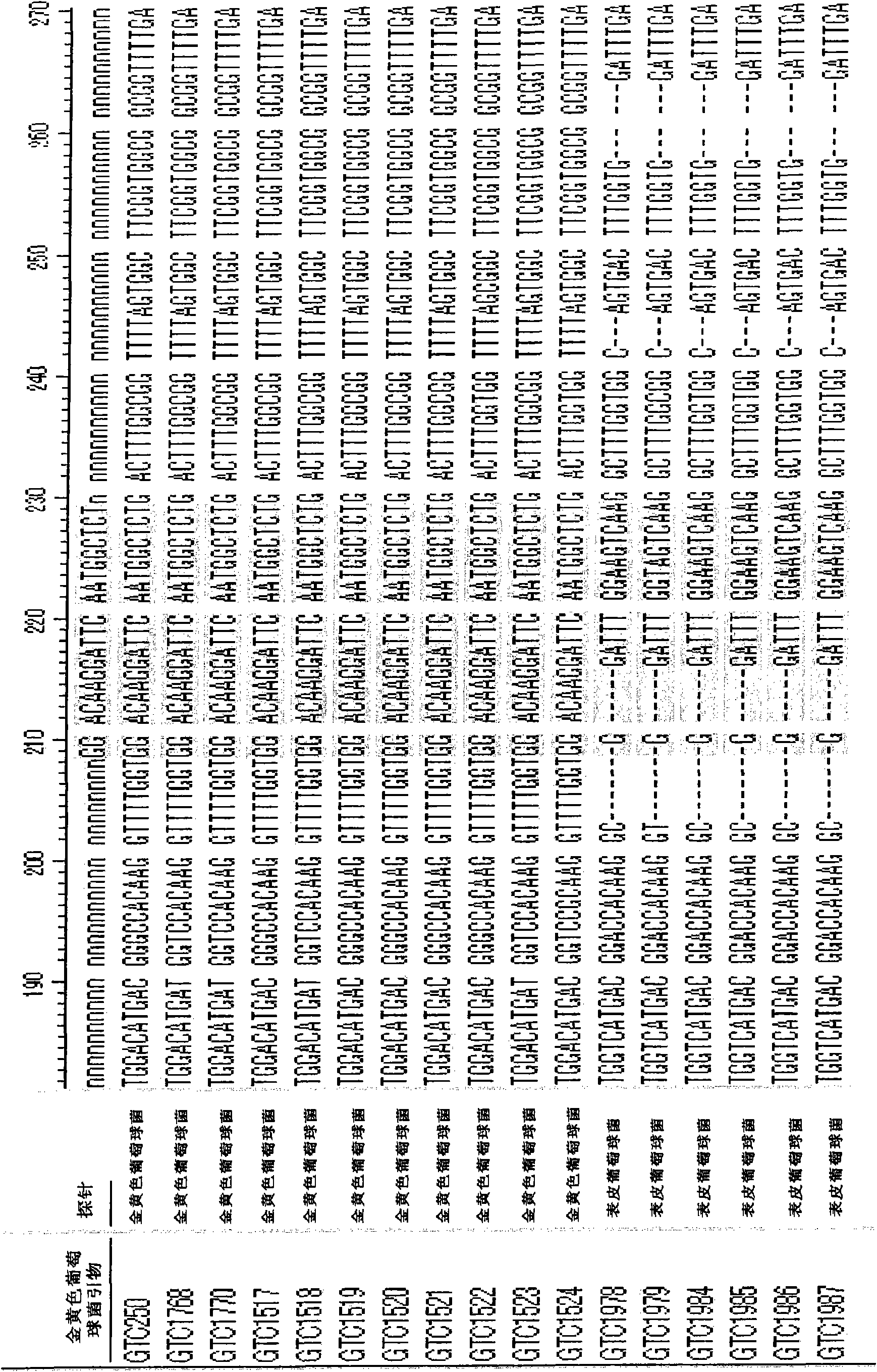 Detection of bacterium by utilizing dnaj gene and use thereof