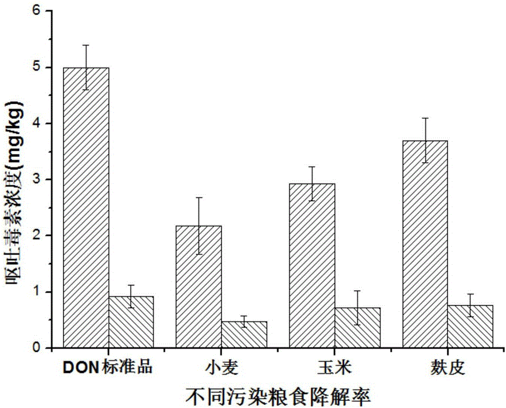 Method for quickly and effectively degrading deoxynivalenol in food grains