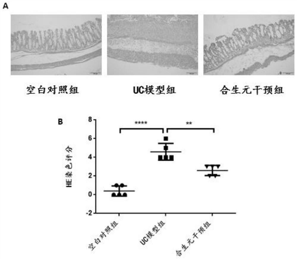 Method for researching effect of microecological preparation on DSS-induced colitis mice