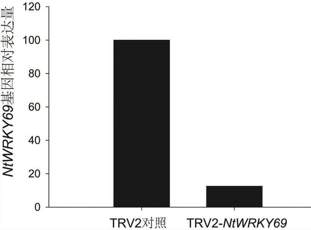 NtWRKY69 gene affecting tobacco pigment content and application of NtWRKY69 gene
