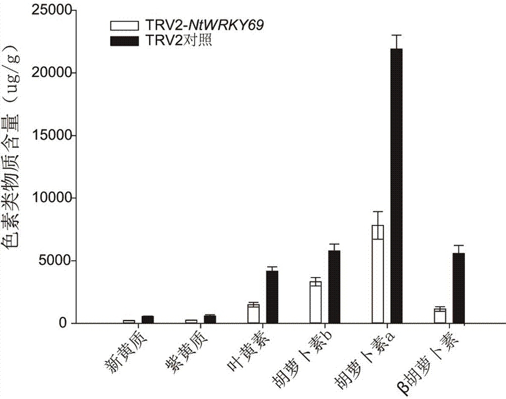 NtWRKY69 gene affecting tobacco pigment content and application of NtWRKY69 gene