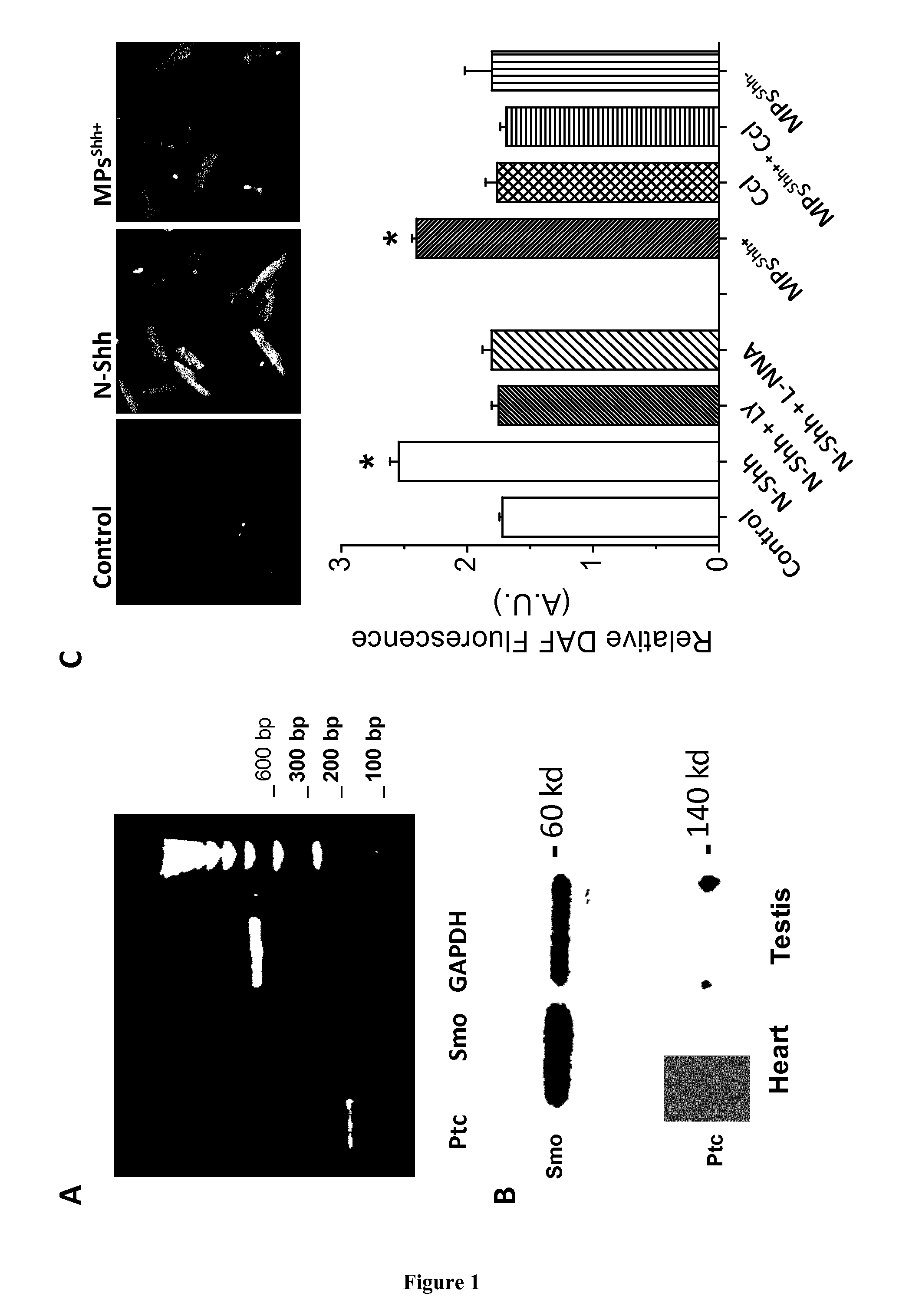 Methods for treating myocardial infarction comprising administering sonic hedgehog