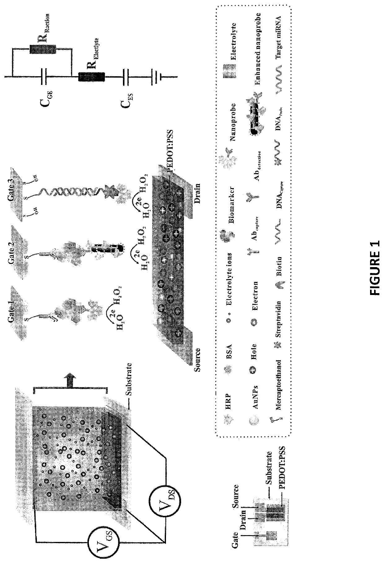 Highly sensitive biomarker biosensors based on organic electrochemical transistors