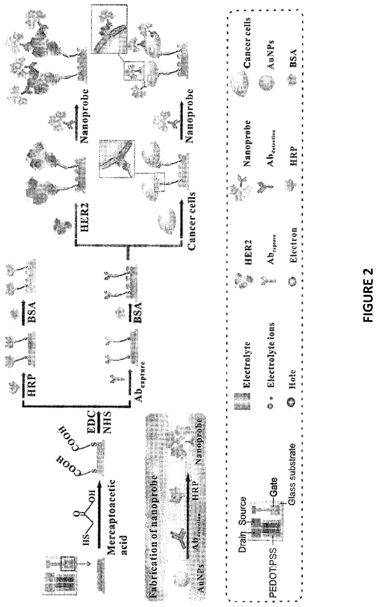 Highly sensitive biomarker biosensors based on organic electrochemical transistors