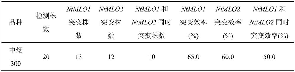 Tobacco NtMLO1 and NtMLO2 fixed-point co-knockout system and application thereof