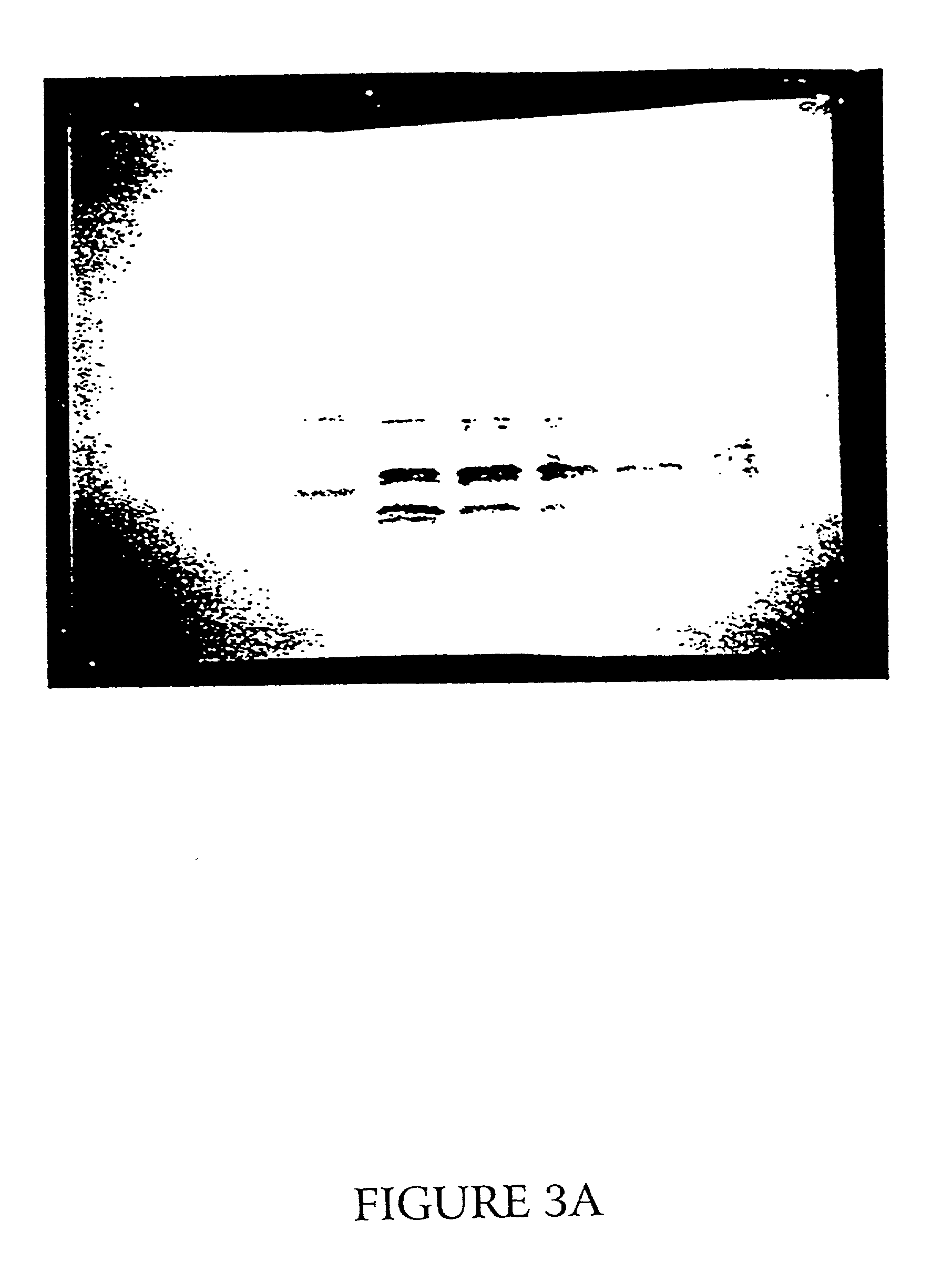 Troponin I polypeptide fragments and uses thereof