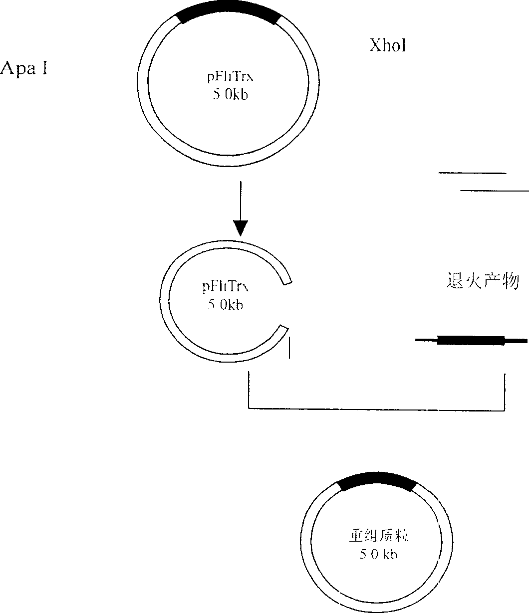 Antigen simulating epipeptide of A type parachicken blood phili bacillus and its use