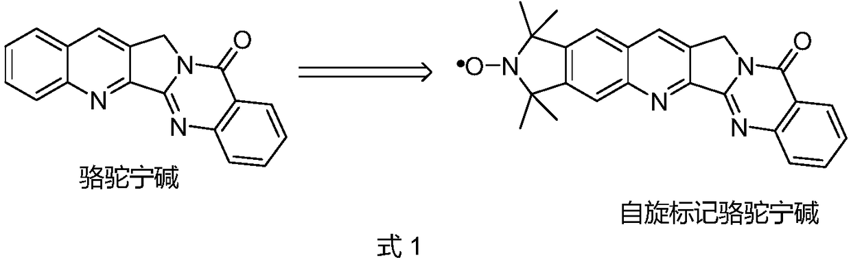 A kind of spin-labeled cameline A compound, preparation method and use thereof