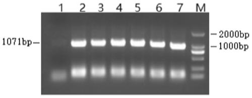 Cell BHK/slam based on small ruminant animal disease virus receptor