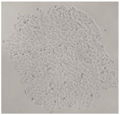 Cell BHK/slam based on small ruminant animal disease virus receptor
