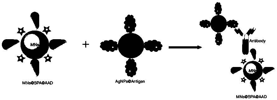 Preparation method of monoclonal antibody based on Raman spectroscopy and micro-droplet technology