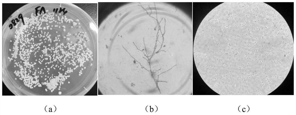 A kind of fusidic acid high-yield bacterial strain and its breeding method and application