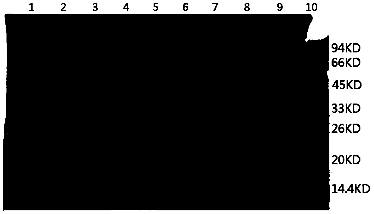 Method for producing HPV31 L1 protein by using hansenula polymorpha expression system