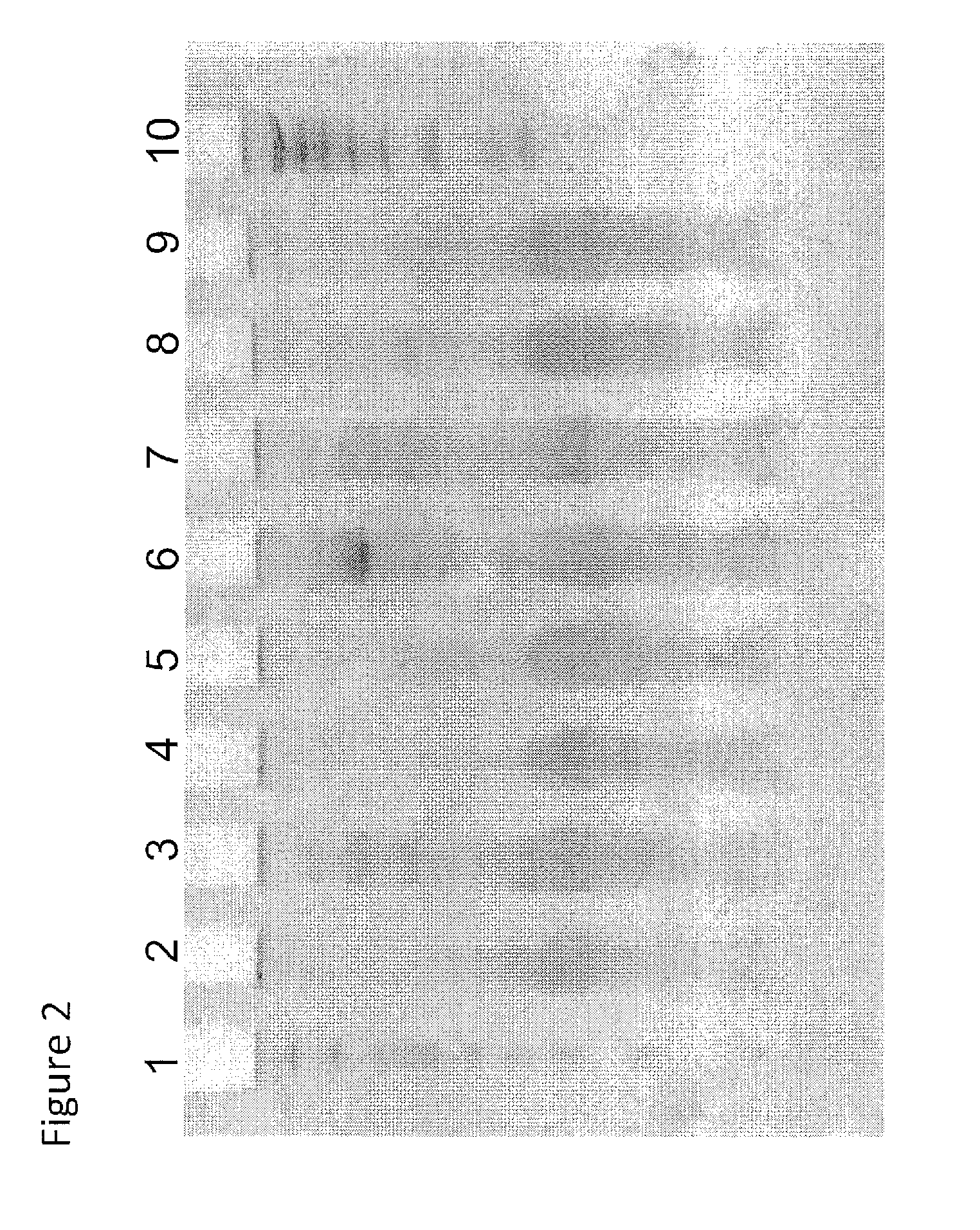 Oligonucleotide ligation, barcoding and methods and compositions for improving data quality and throughput using massively parallel sequencing