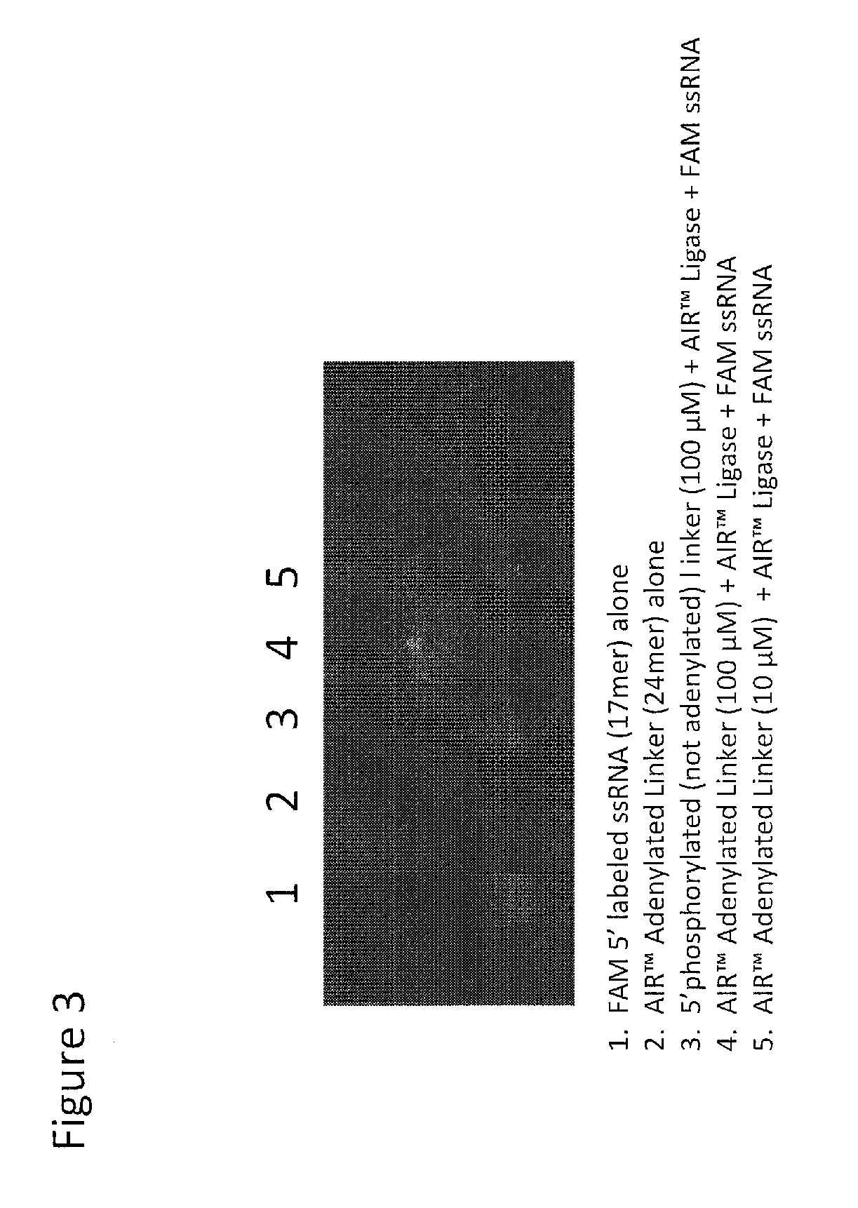 Oligonucleotide ligation, barcoding and methods and compositions for improving data quality and throughput using massively parallel sequencing