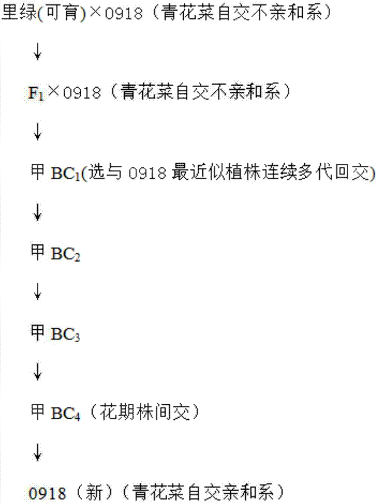 Breeding method for broccoli