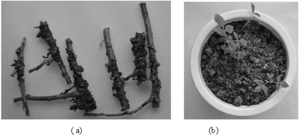 High-efficiency rapid propagation method of good Rhus chinensis strains