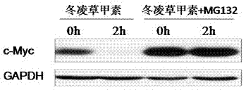 Application of oridonin in preparing activator of tumor-suppressor protein FBW7