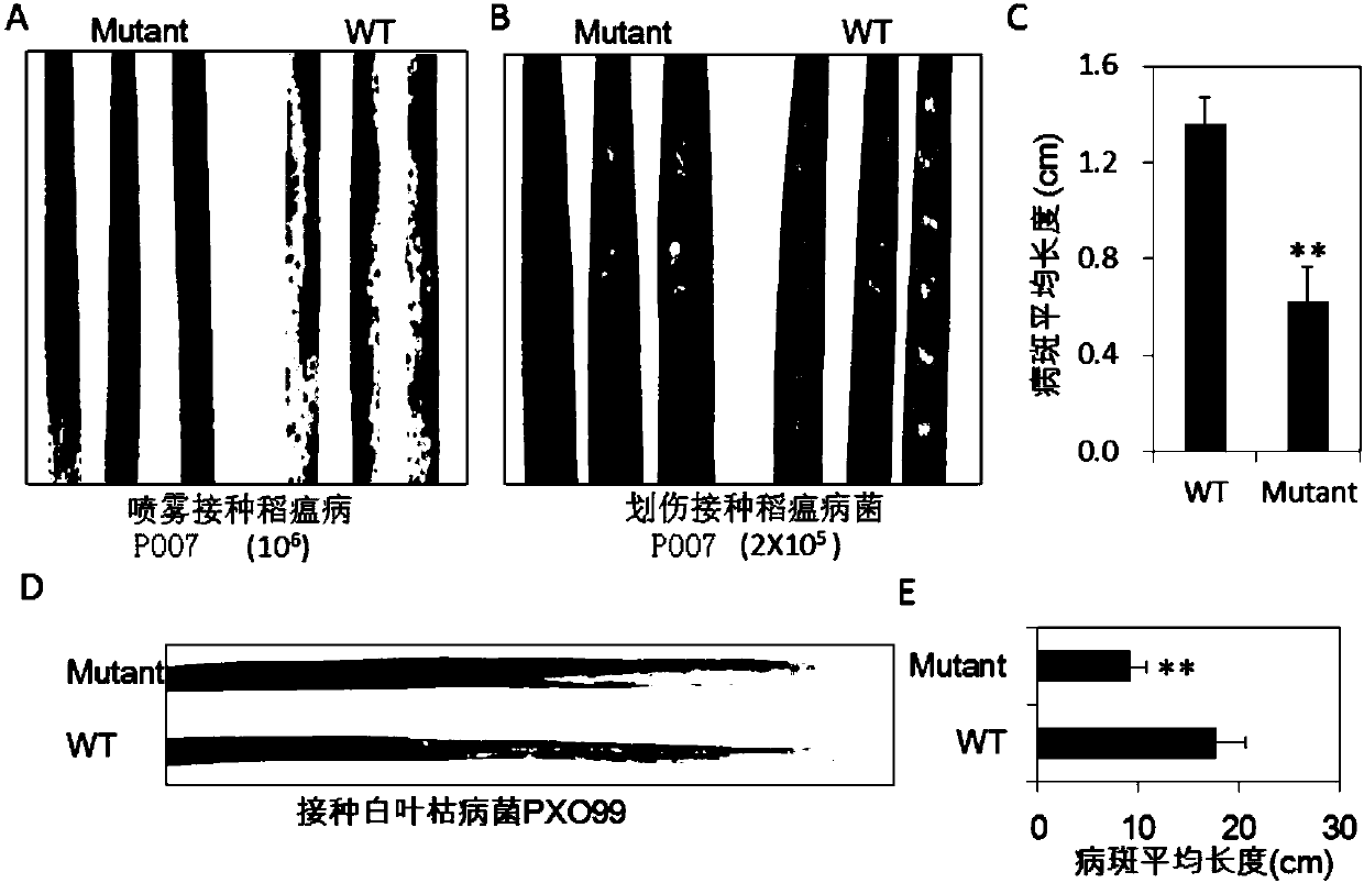 Rice OsGRDP1 protein related to disease resistance of plants and its encoding gene and application