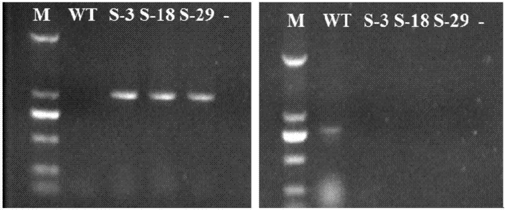 Botrytis cinerea mutant strain [delta]bcscd1 capable of producing scytalone and construction method thereof