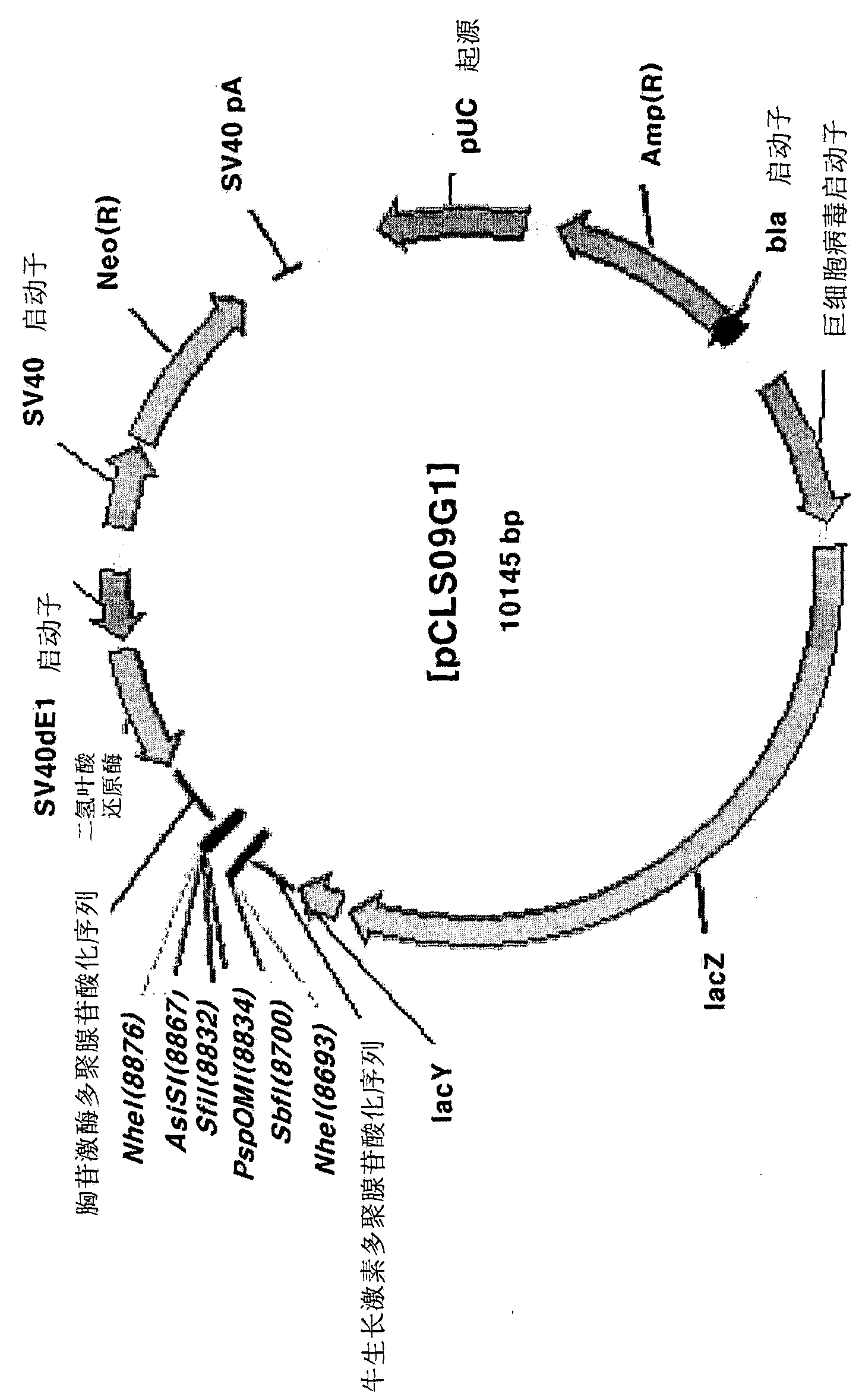 Expression vector for animal cells including csp-b 5'-sar factor and method for producing recombinant proteins using same