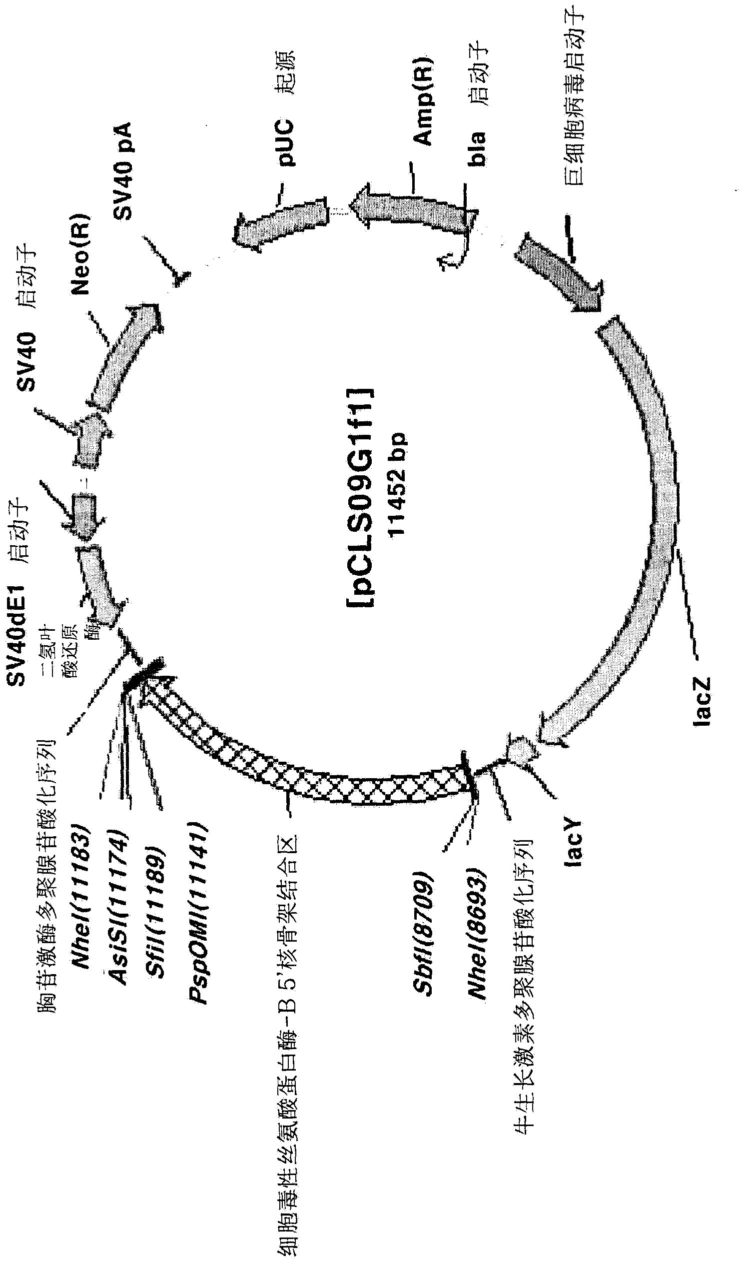 Expression vector for animal cells including csp-b 5'-sar factor and method for producing recombinant proteins using same