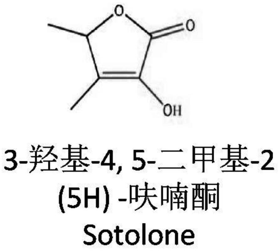 A salt-tolerant yeast strain that increases the content of sotolone in soy sauce and its application