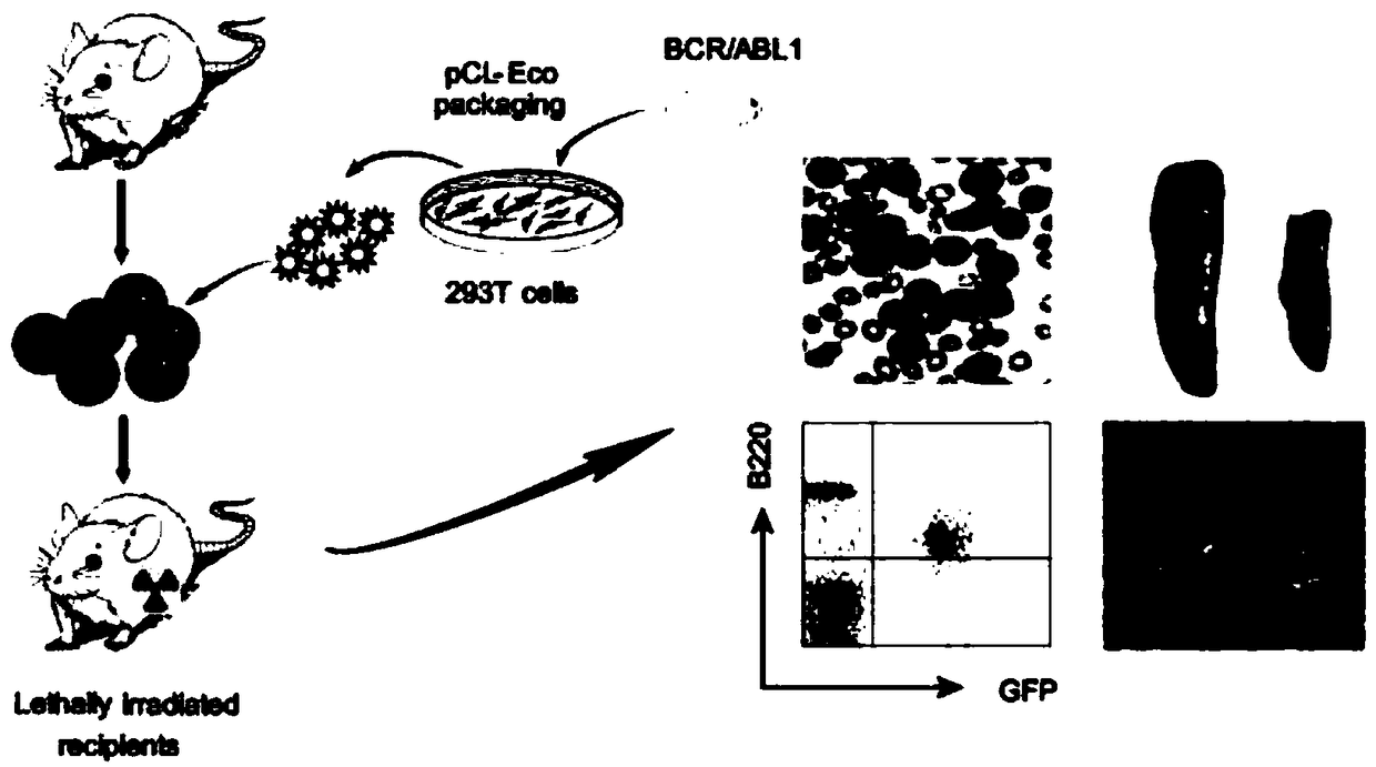 Ph+ acute B lymphocytic leukemia KQBL-84 cell line and construction method and application thereof