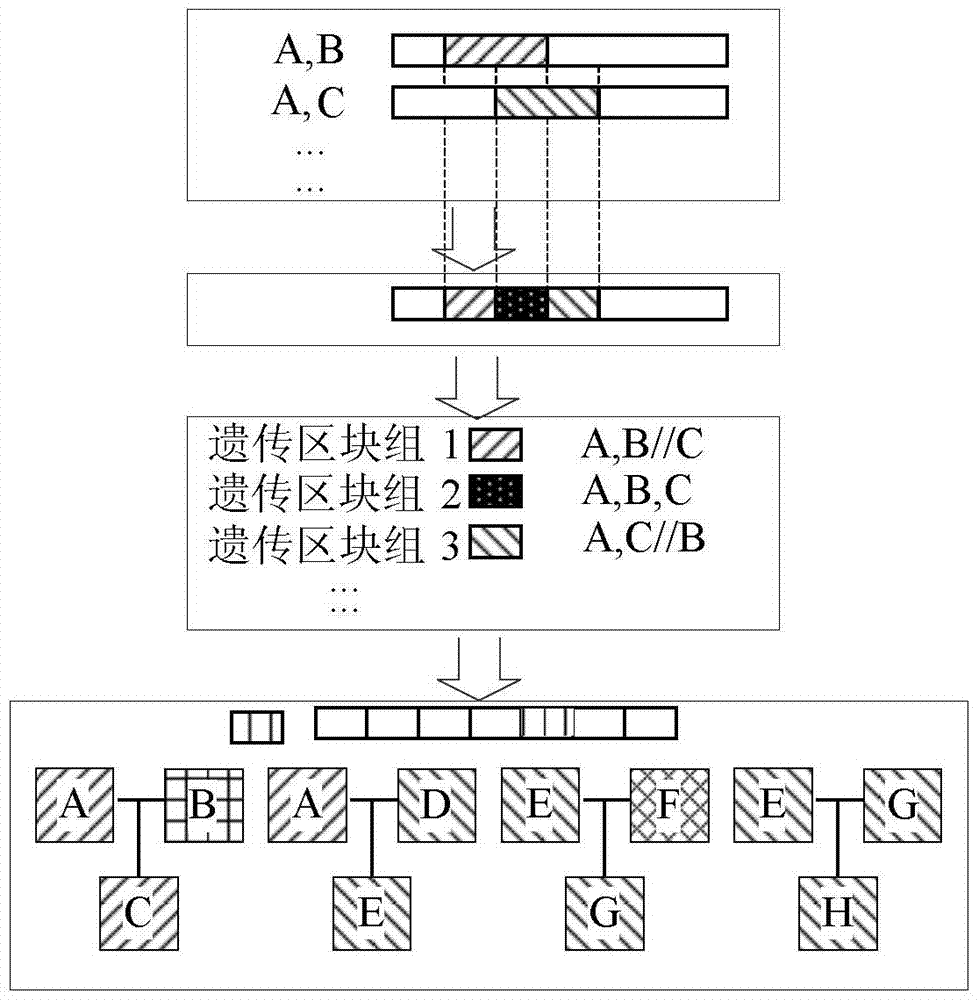 Apparatus and method for inferring the origin of chromosome segments in a pedigree