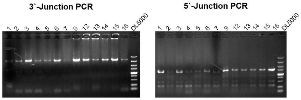 A homologous recombination vector expressing egfp, recombinant cell and its preparation method and application