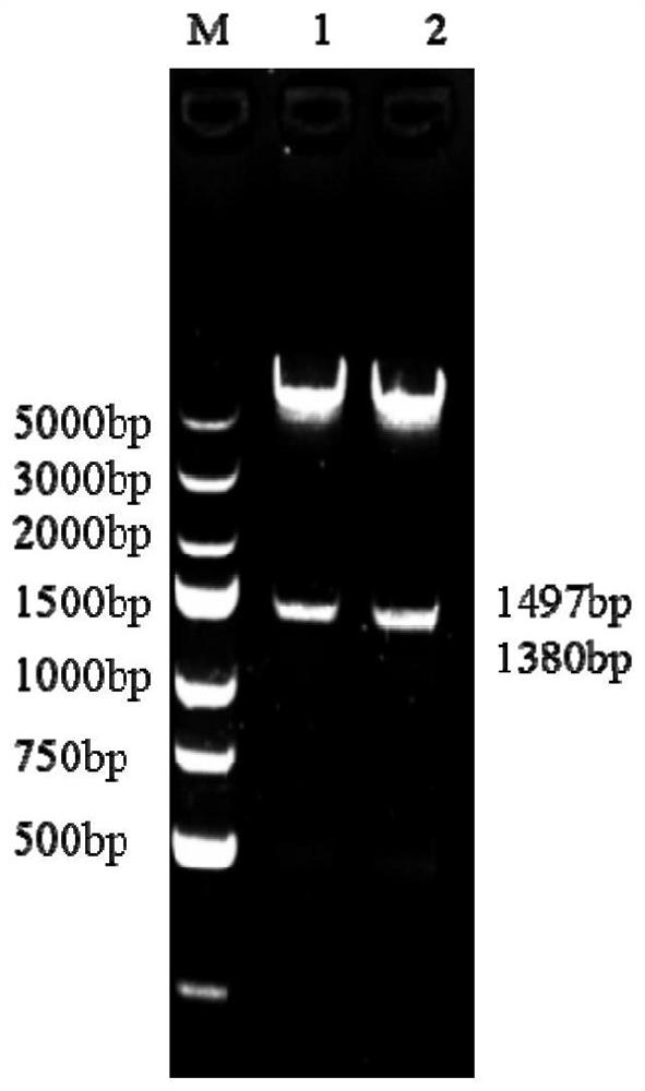 Recombinant adenovirus with vp2 gene and np gene and its application