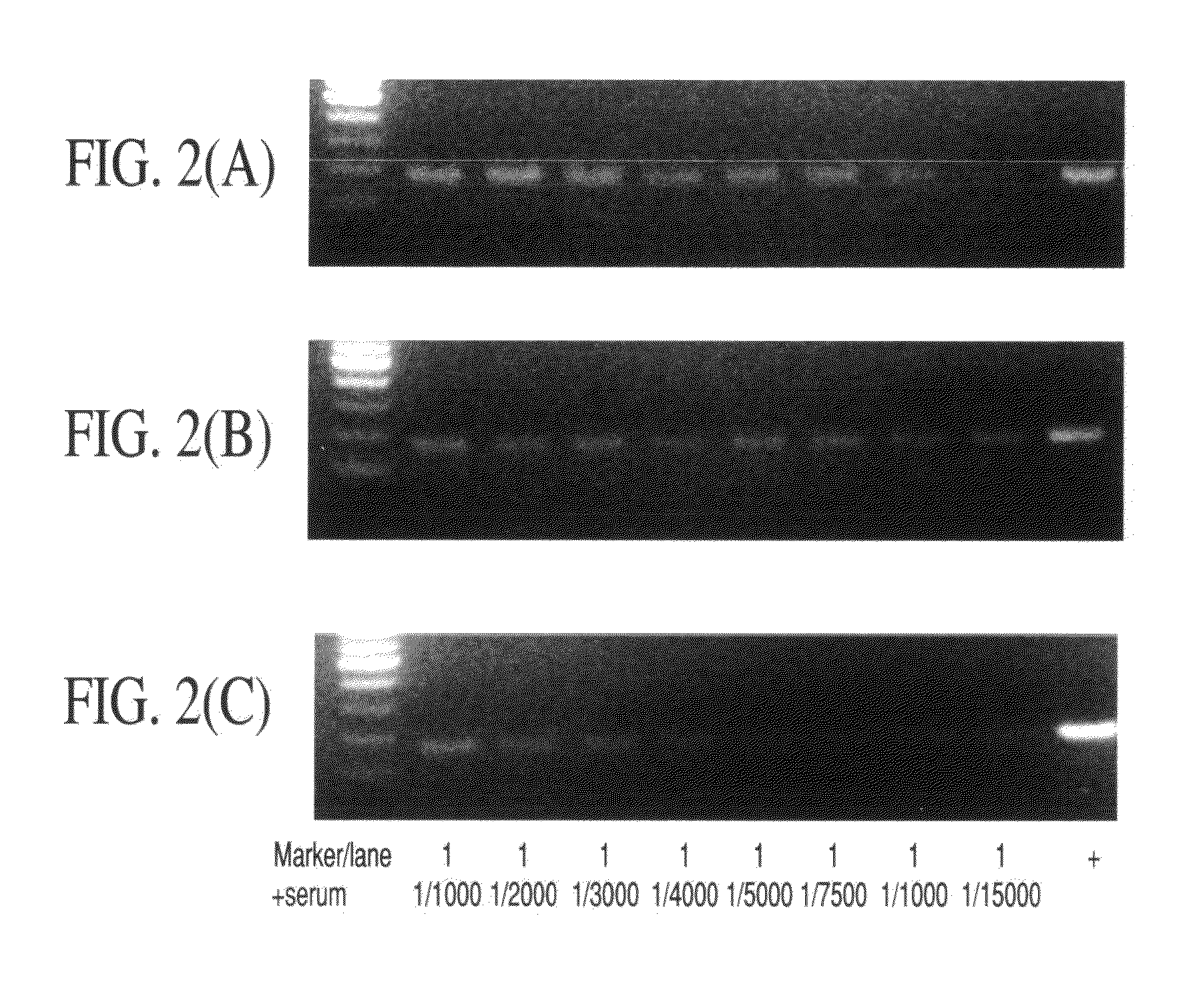 Immuno-PCR method for detecting nasopharyngeal carcinoma markers and kit thereof