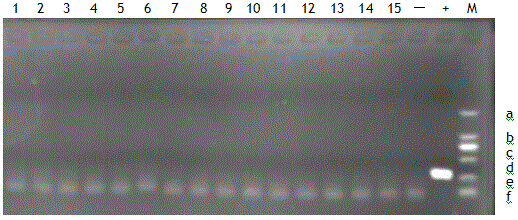 Chicken infectious bronchitis live vaccine potency detection method