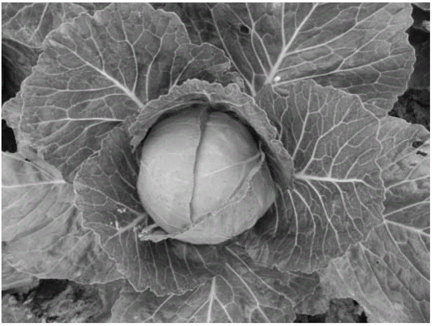 Molecular marker in close linkage with head cabbage waxless bright green gene cgl-4 and application of molecular marker