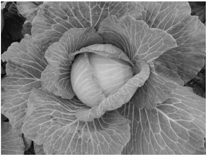 Molecular marker in close linkage with head cabbage waxless bright green gene cgl-4 and application of molecular marker