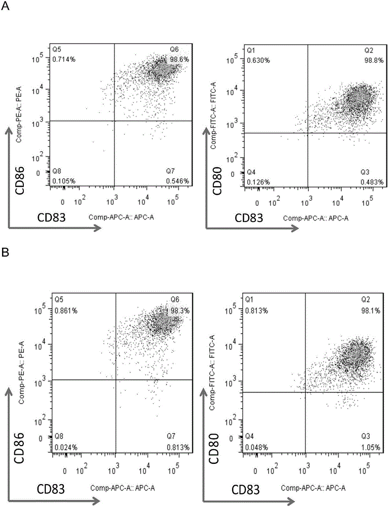 Anti-tumor associated antigen WT1 specificity CTL and preparation method thereof