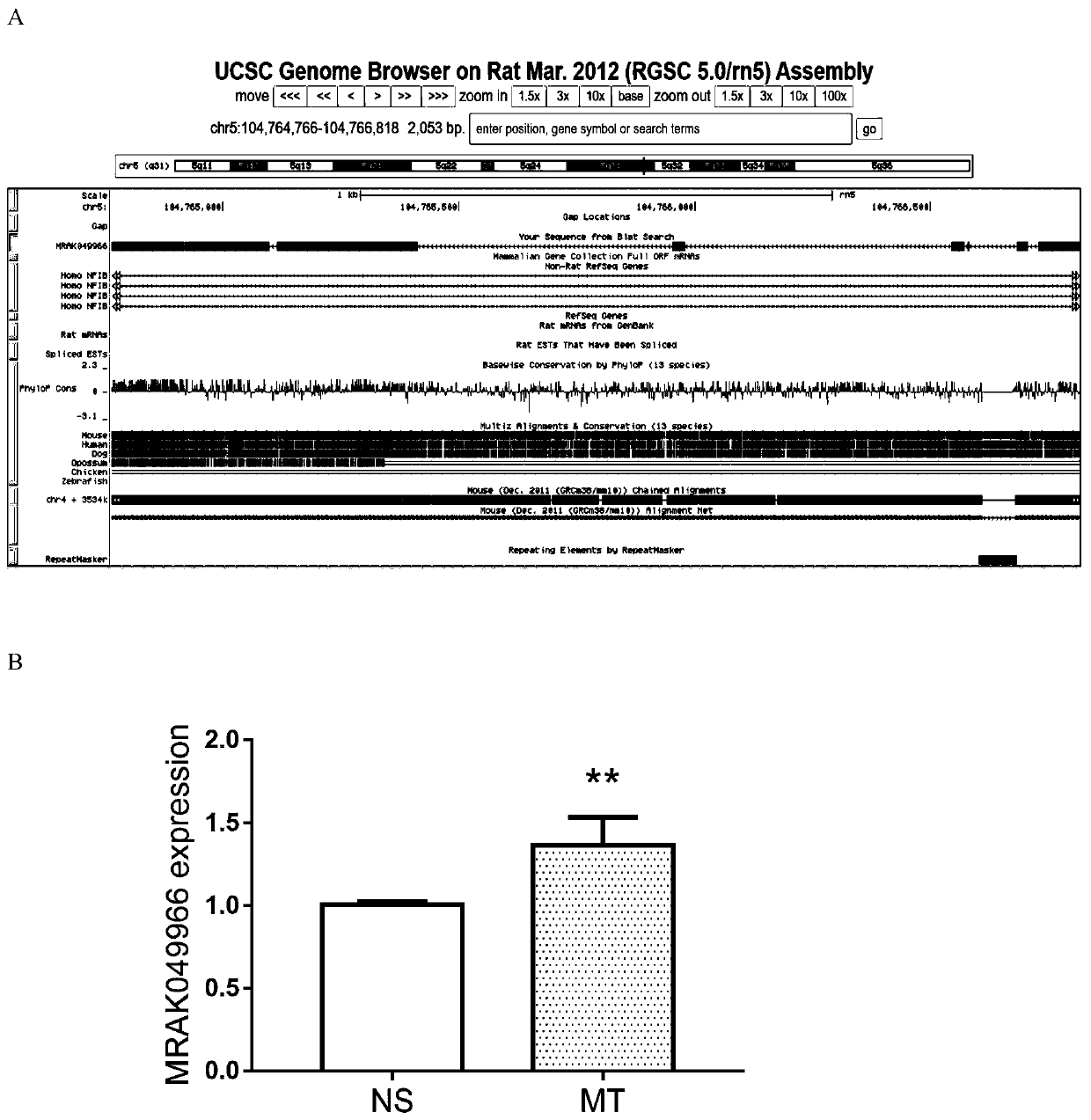 Endogenous long-chain non-coding RNA MRAK049966 and application thereof