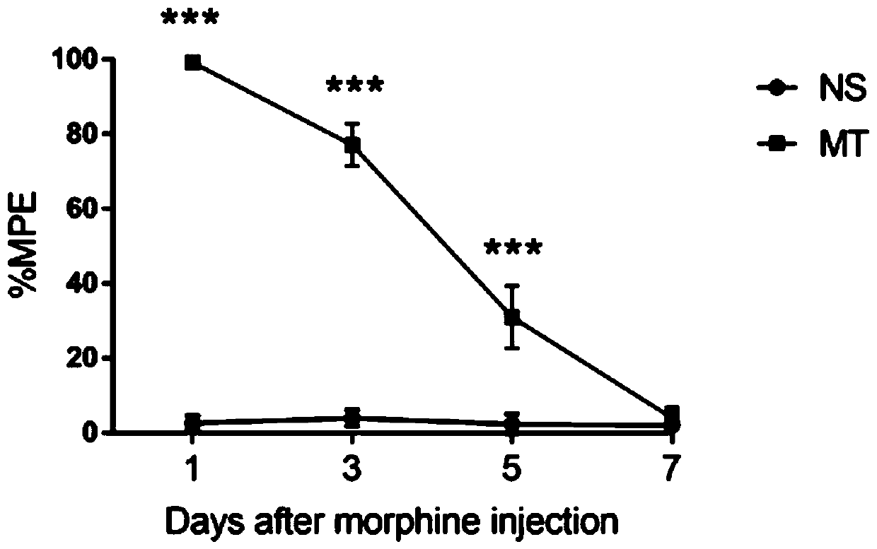 Endogenous long-chain non-coding RNA MRAK049966 and application thereof