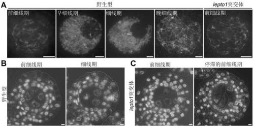 Application of LEPTO1 and encoded protein thereof in rice fertility control