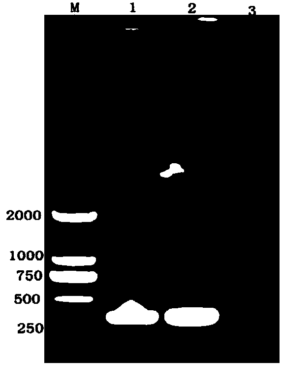 Duck infectious serositis living vaccine and preparation method thereof